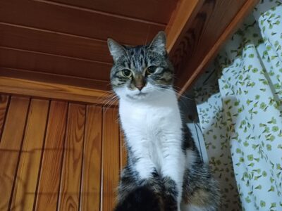 Zaginęła Kotka Kitka !