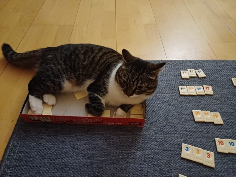 Zaginęła Kotka Kitka !