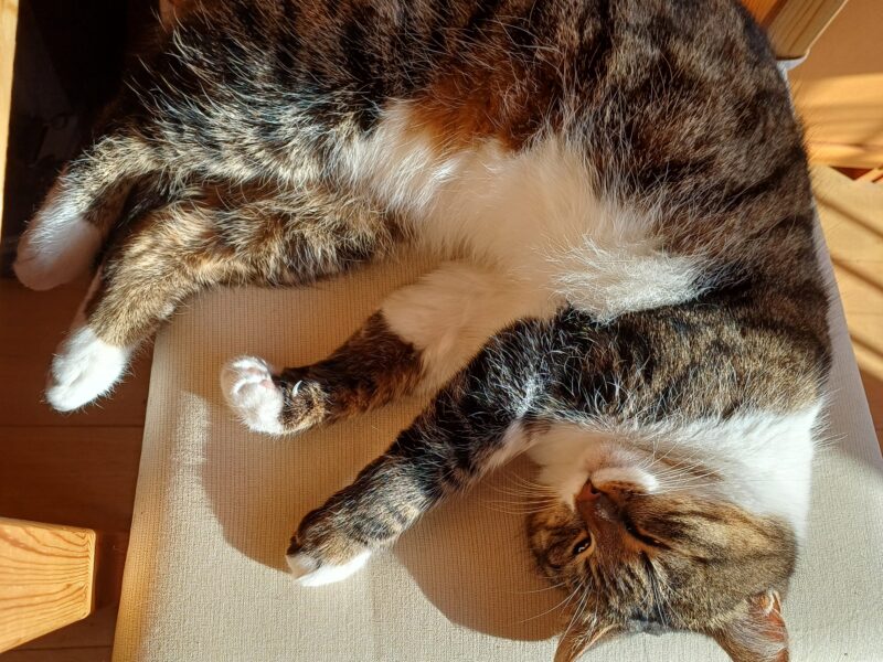 Zaginęła Kotka Kitka !