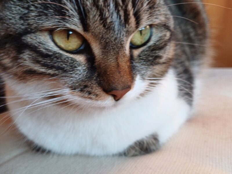 Zaginęła Kotka Kitka !