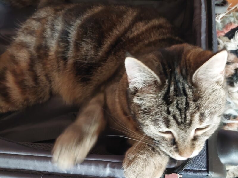 Zaginęła Kotka Balbina