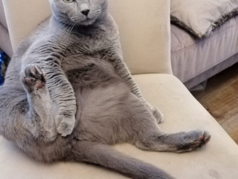 Zginęła kotka SILVA