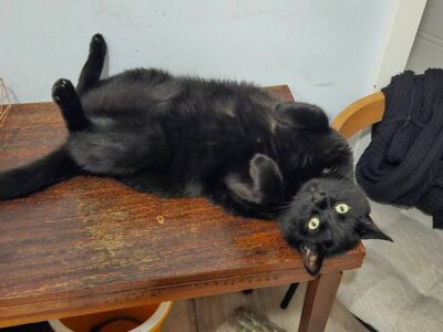 Nagroda za znalezienie Poznań Górczyn