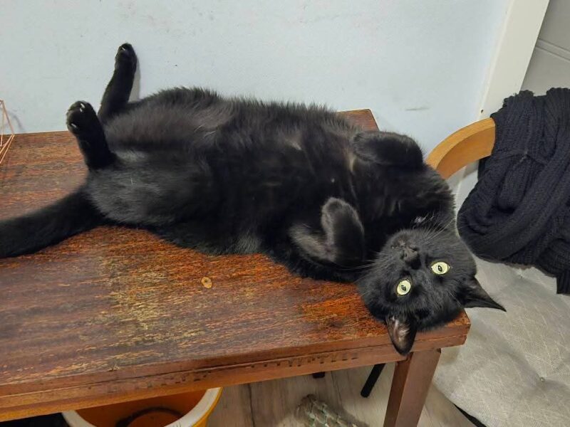 Nagroda za znalezienie Poznań Górczyn