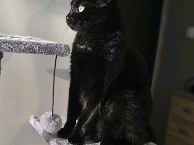 Nagroda za znalezienie Poznań Górczyn