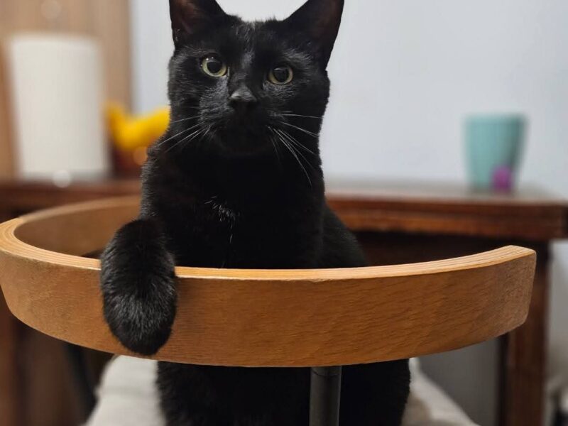 Nagroda za znalezienie Poznań Górczyn