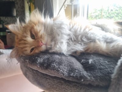 Nie wrócił Kot Kefir