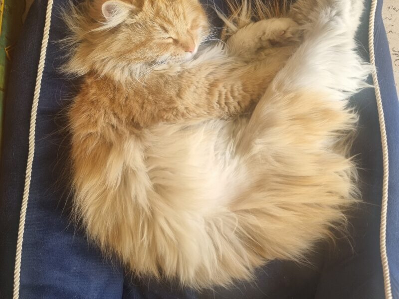 Nie wrócił Kot Kefir