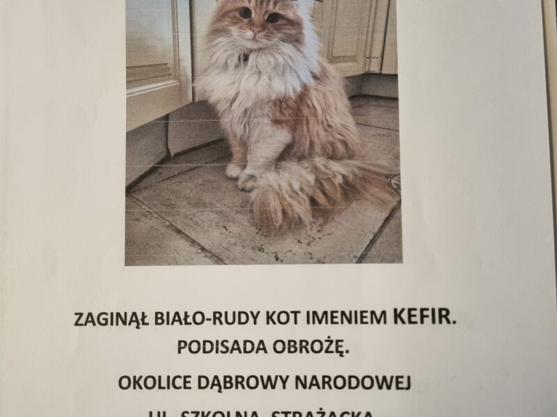 Nie wrócił Kot Kefir