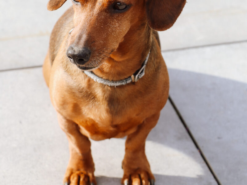 Zaginął Jamnik Aksel