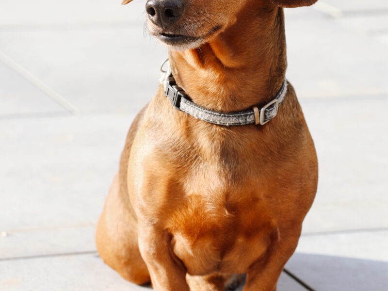 Zaginął Jamnik Aksel