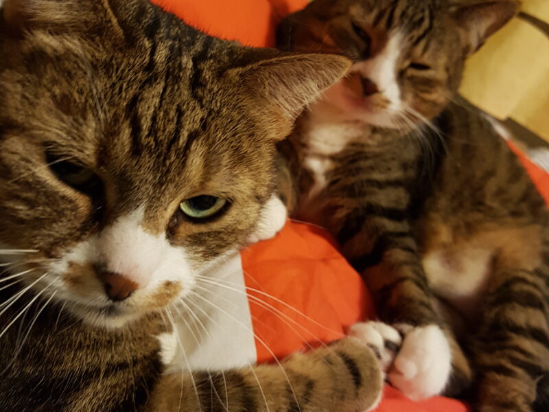 Zaginęła kotka Kivi