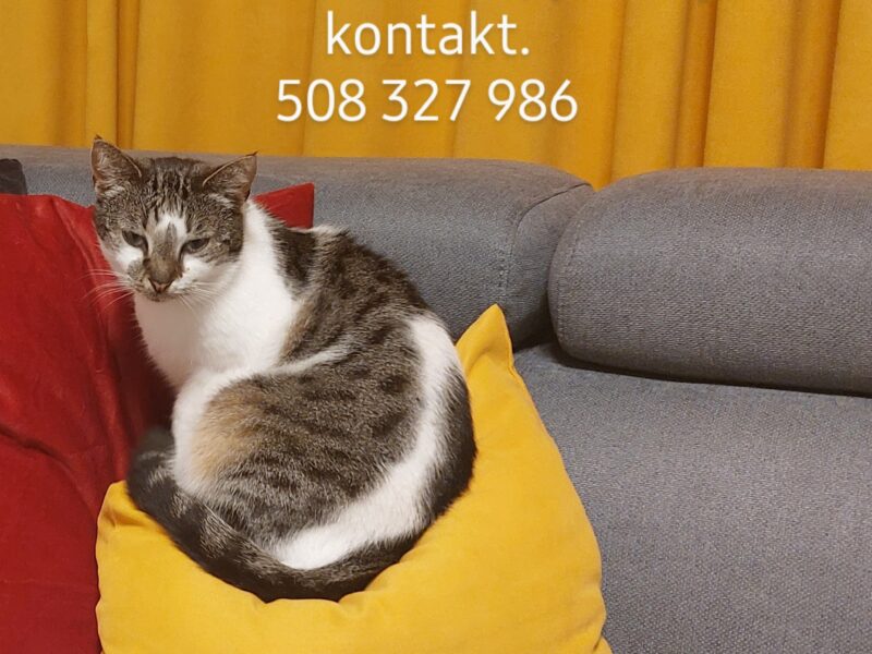 Zaginął kotek w okolicach Wartogłowca