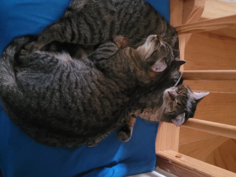 Zagnięła roczna kotka