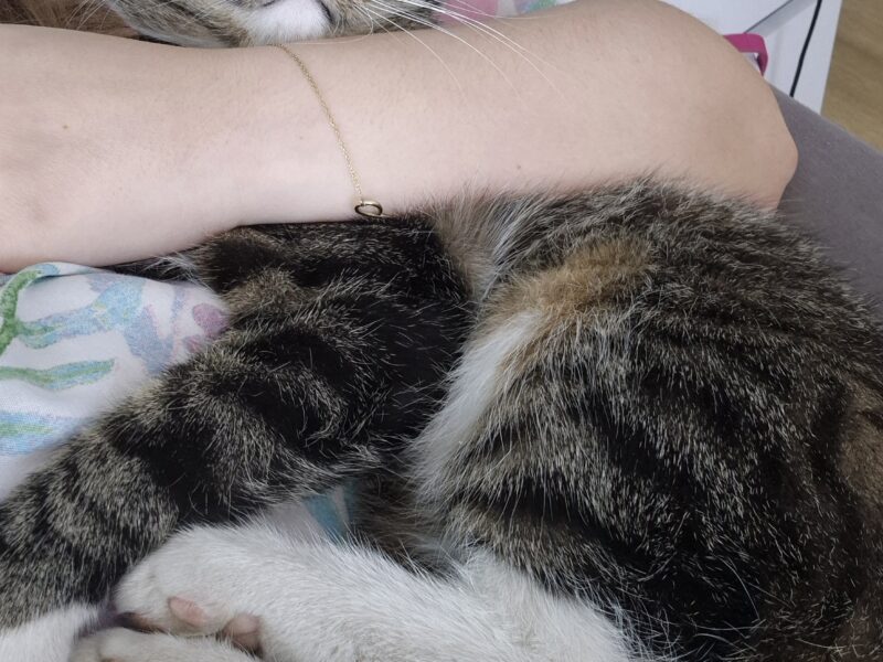 Zaginął kot ŁOMŻA