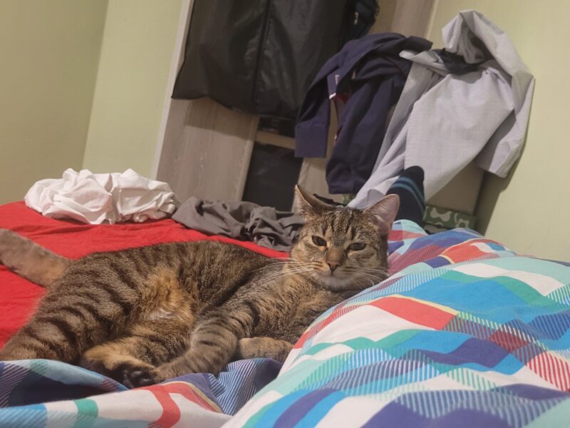 Zagnięła roczna kotka