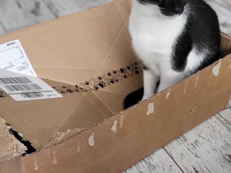 Zaginęła 9-miesięczna kotka Kropeczka