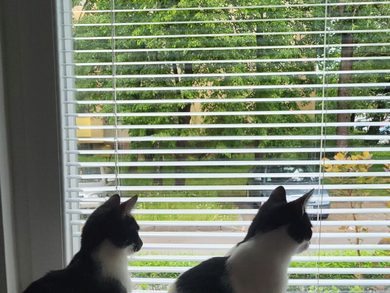 Zaginęła 9-miesięczna kotka Kropeczka