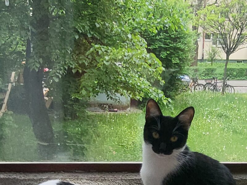 Zaginęła 9-miesięczna kotka Kropeczka