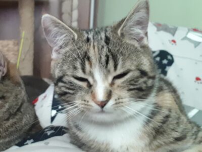 Zaginęła Piękna Marmurkowa Trikolorka