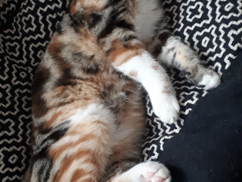 Zaginęła Piękna Marmurkowa Trikolorka