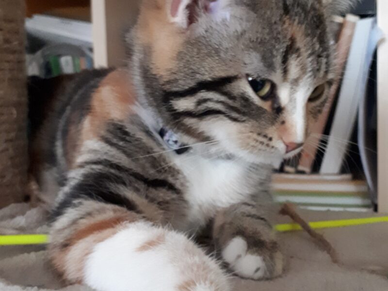 Zaginęła Piękna Marmurkowa Trikolorka