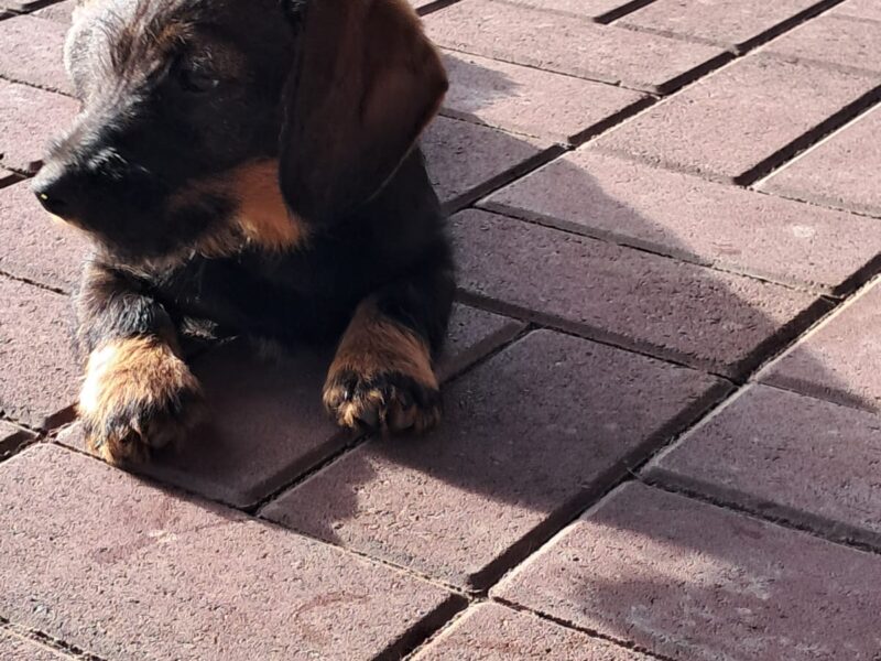 Zaginął Jamnik Szorstkowłosy