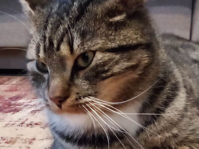 Zaginął kot Rumia-Szmelta