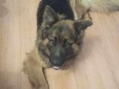 LESZNO - Zaginął pies