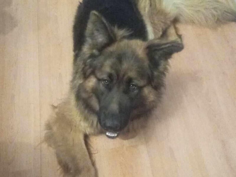 LESZNO - Zaginął pies