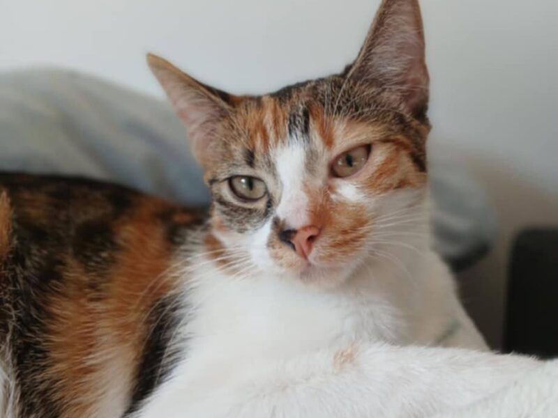 ZAGINĘŁA KOTKA MOJEJ CÓRKI !!!