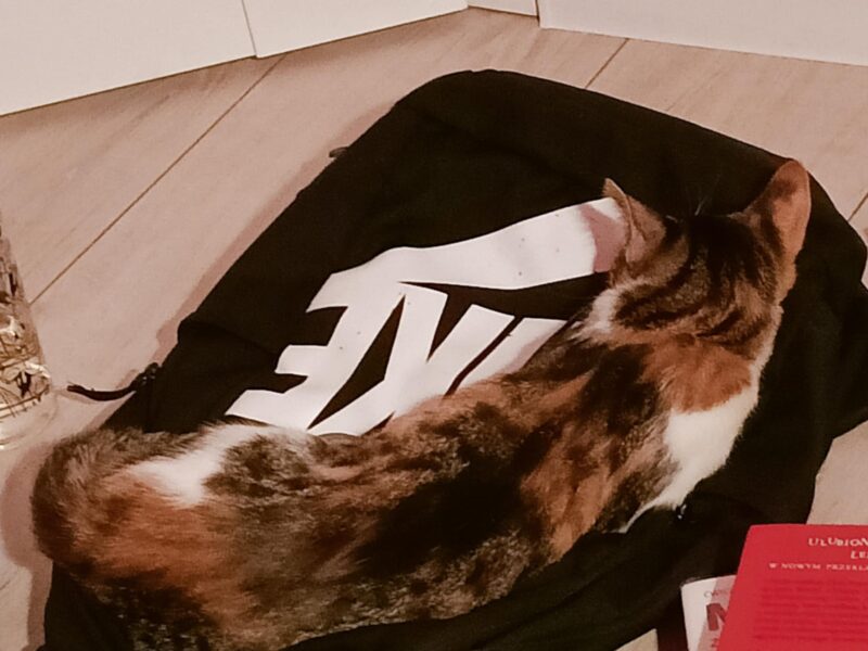 ZAGINĘŁA KOTKA MOJEJ CÓRKI !!!