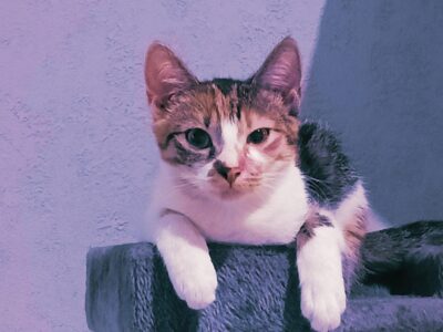 ZAGINĘŁA KOTKA MOJEJ CÓRKI !!!