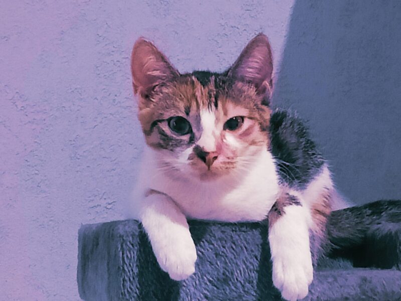 ZAGINĘŁA KOTKA MOJEJ CÓRKI !!!