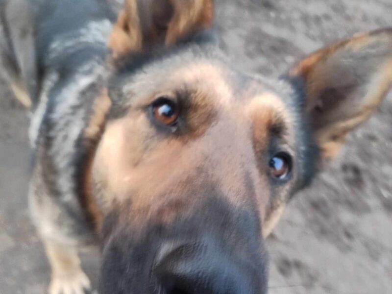 Zaginęła Sunia Owczarek Niemiecki