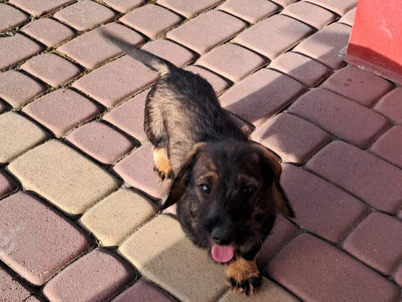 Zaginął Jamnik Szorstkowłosy