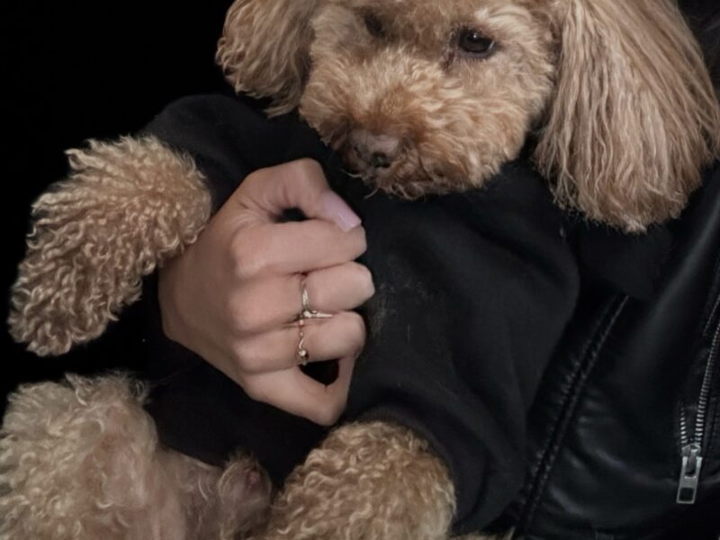 Zaginał piesek Pudel Toy