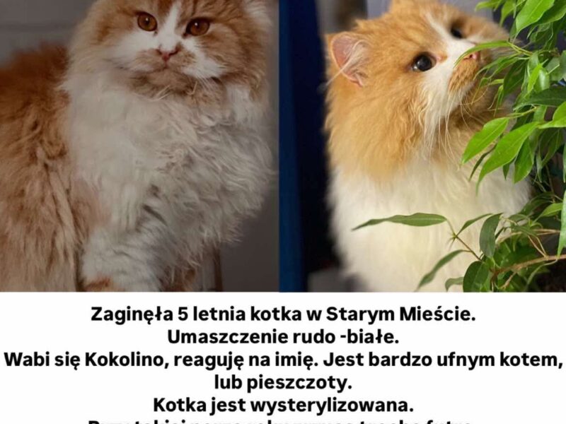 ZAGINĘŁA RUDO-BIAŁA KOTKA