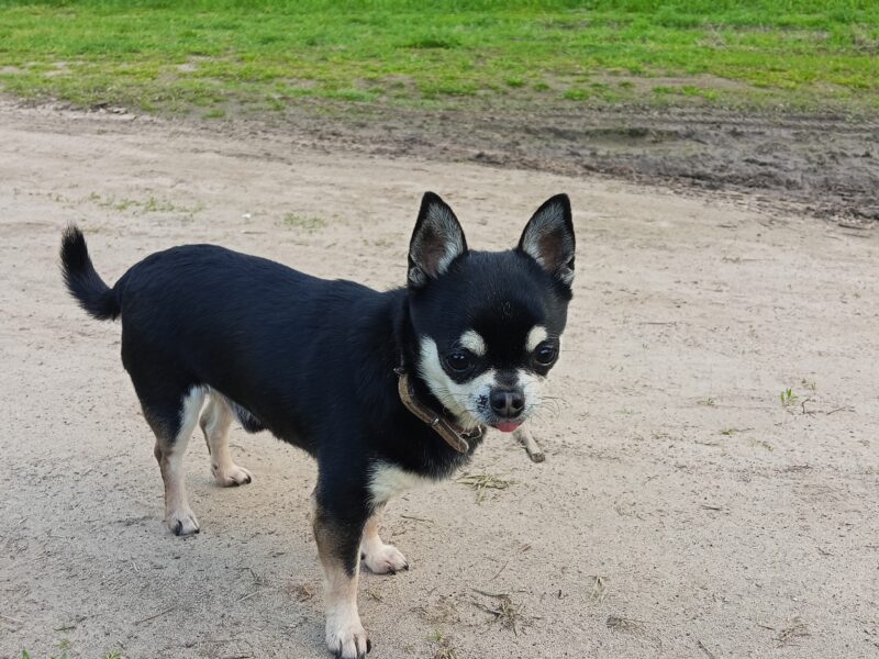 Zaginął piesek rasy Chihuahua