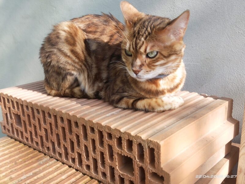 Zaginęła kotka Kiara