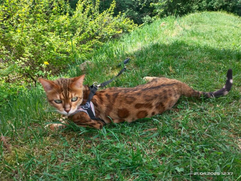 Zaginęła kotka Kiara