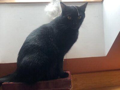 ZAGINĘŁA CZARNA KOTKA