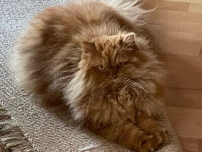 Zaginął duży, rudy kotek Perski