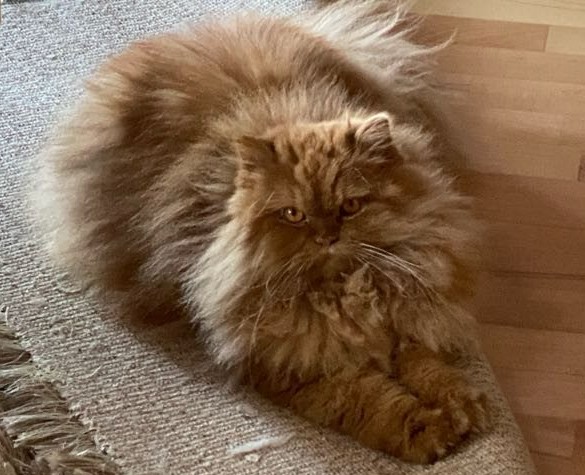 Zaginął duży, rudy kotek Perski