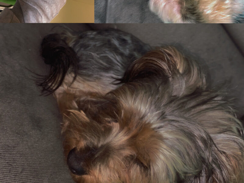 Zaginął piesek Karmel