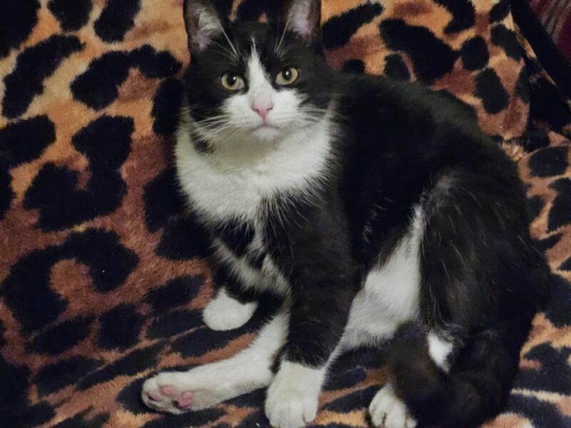 Zaginął kot Drapek