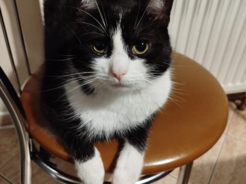 Zaginął kot Drapek