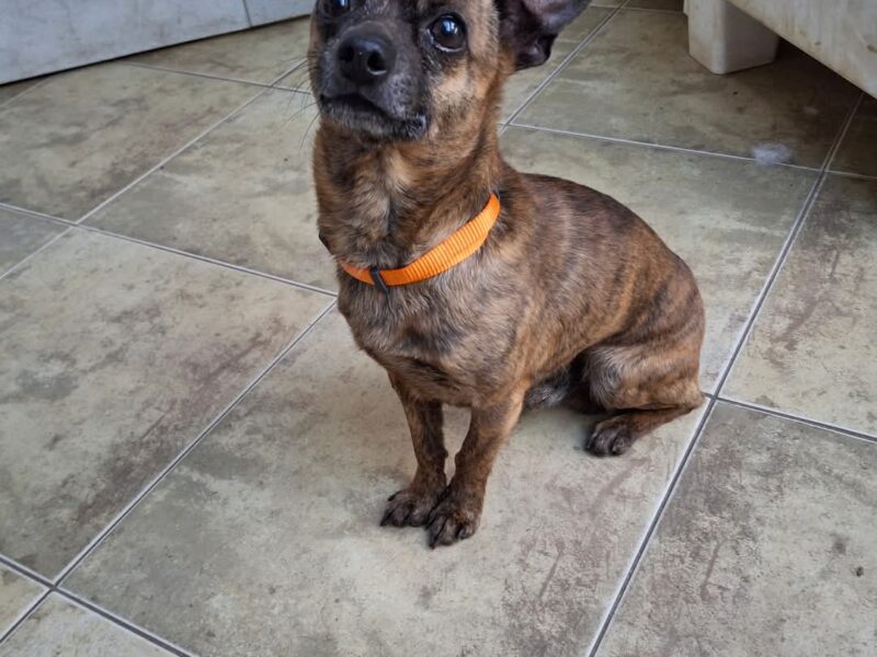 Zaginął podpalany ratlerek Remik