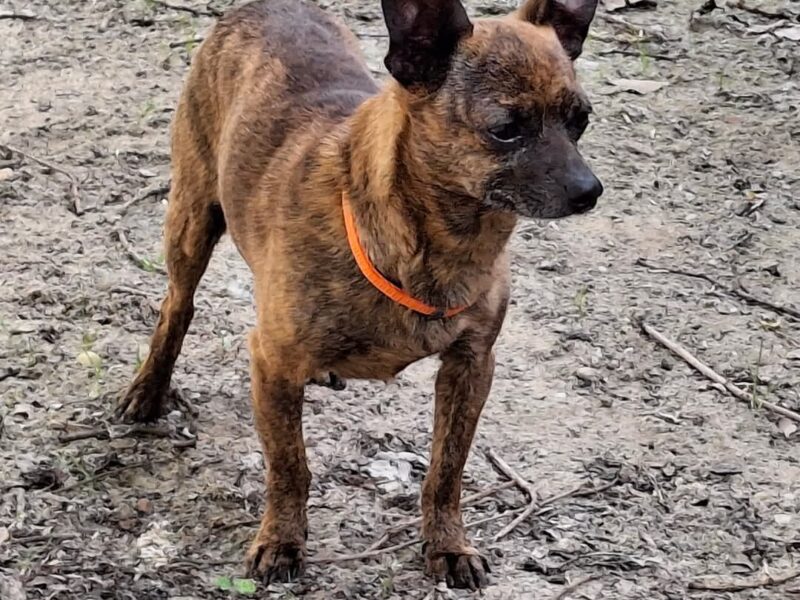 Zaginął podpalany ratlerek Remik