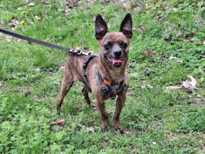 Zaginął podpalany ratlerek Remik